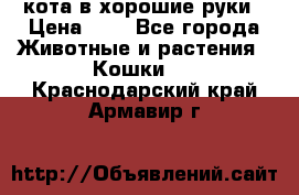 кота в хорошие руки › Цена ­ 0 - Все города Животные и растения » Кошки   . Краснодарский край,Армавир г.